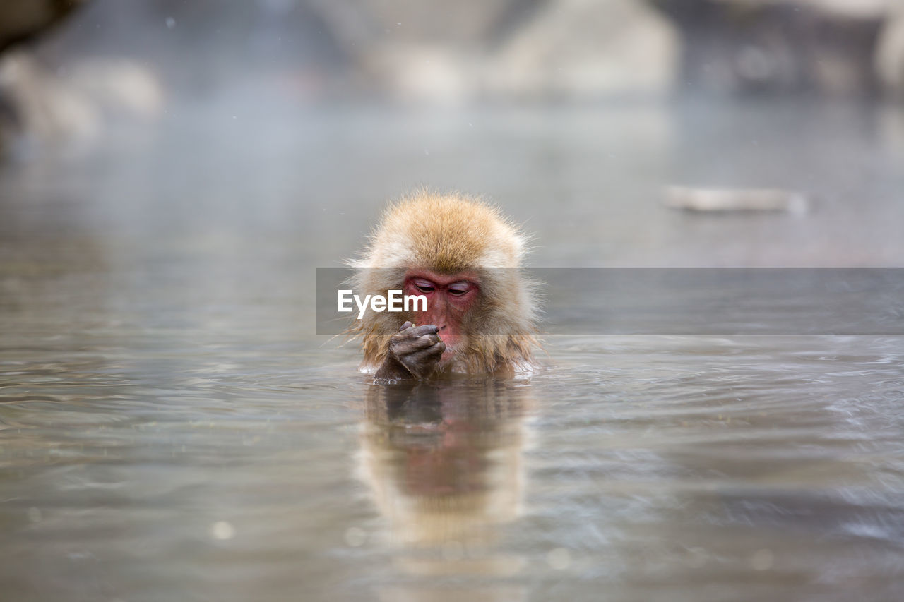 Japanese macaque swimming in hot spring