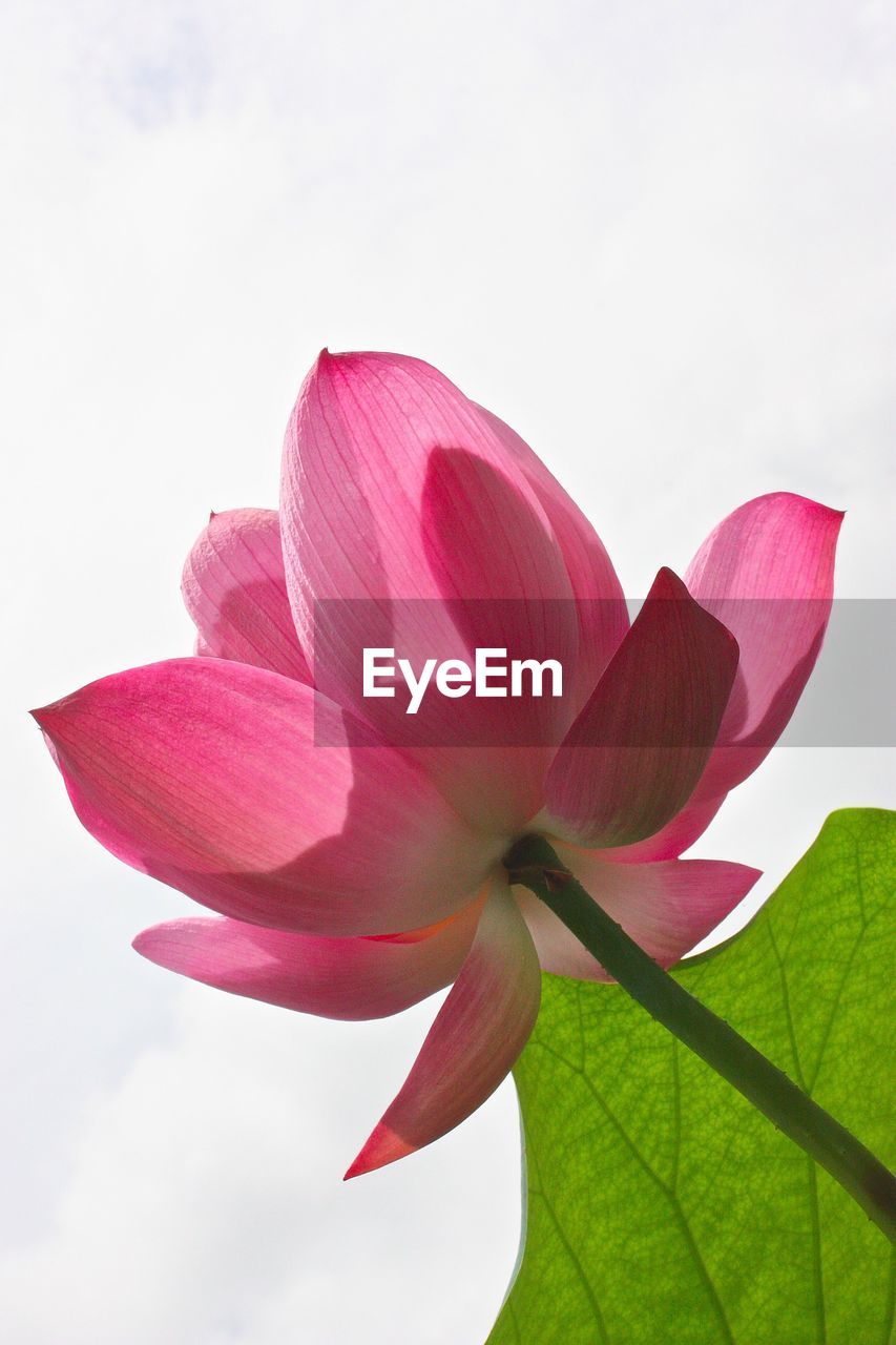 CLOSE-UP OF PINK LOTUS WATER LILY IN SKY