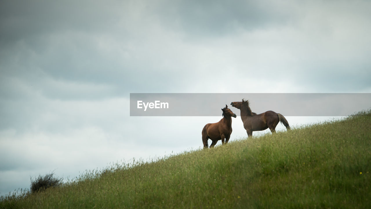 HORSES IN THE FIELD