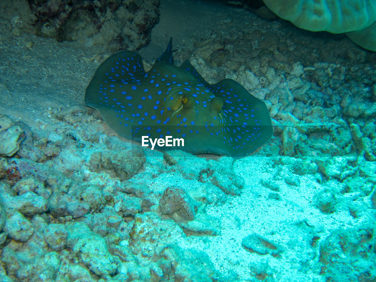 FISH UNDERWATER