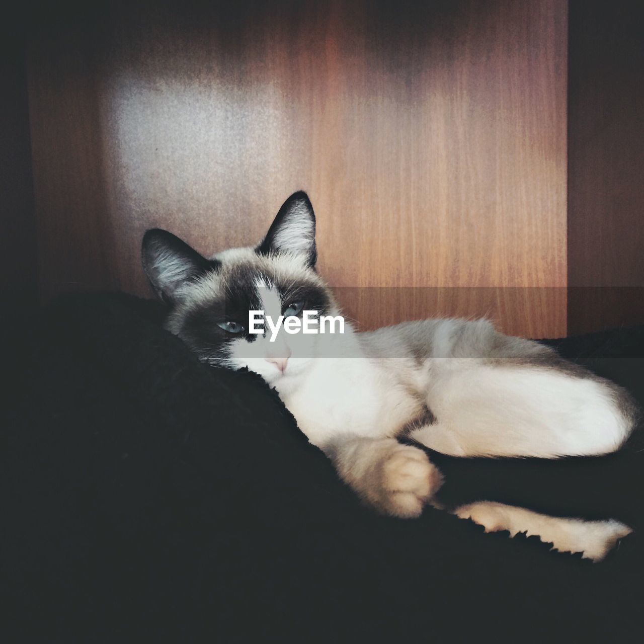 Close-up of cat relaxing on blanket