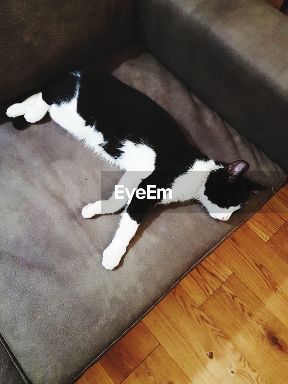 HIGH ANGLE VIEW OF CAT LYING ON FLOOR