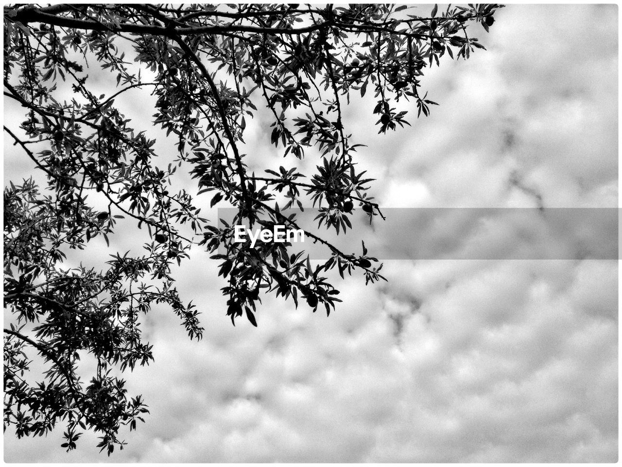 Low angle view of bare tree against sky