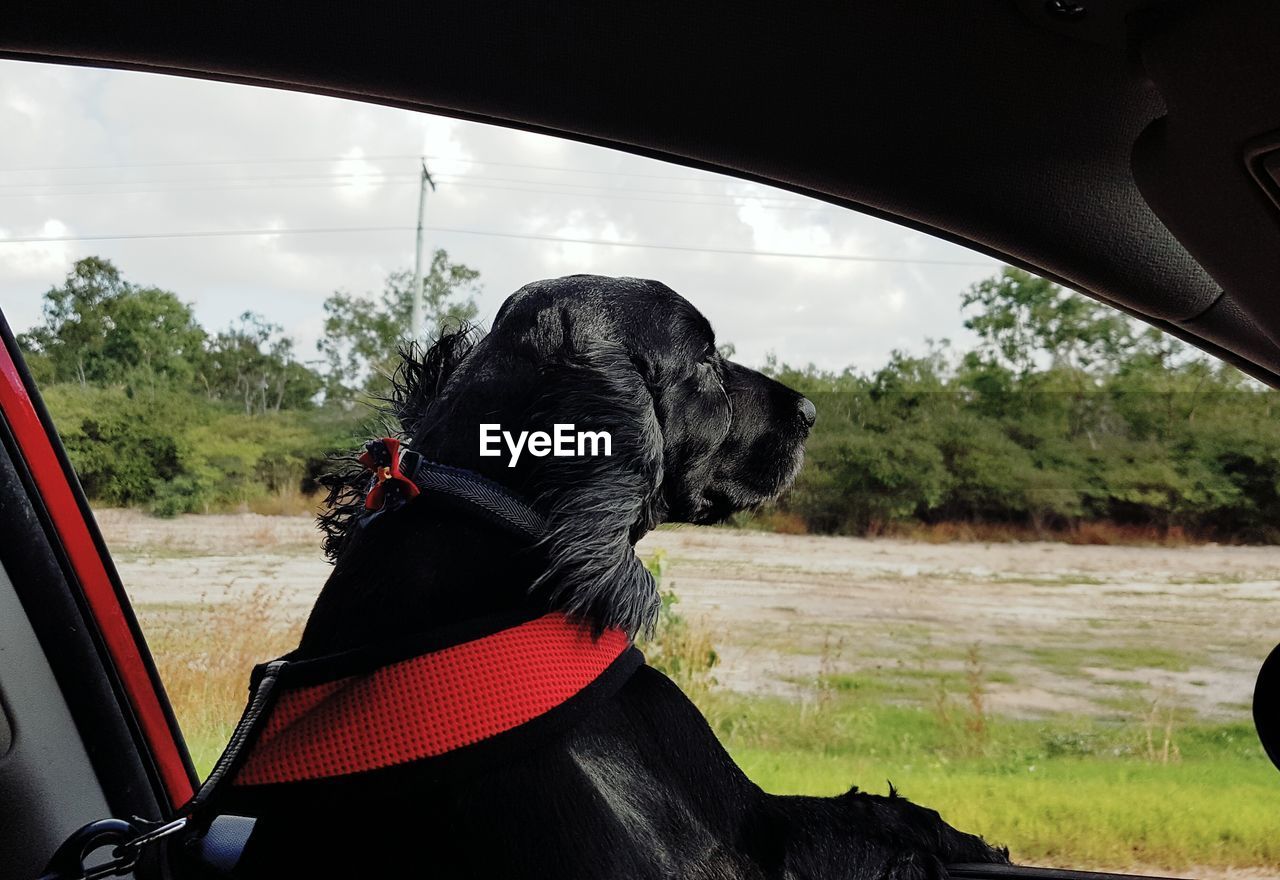 Close-up of dog looking out the window