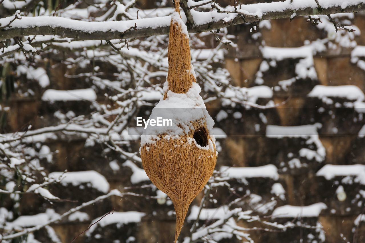 CLOSE-UP OF FROZEN HANGING TREE