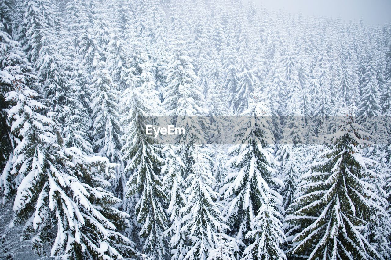 Snow covered trees at forest