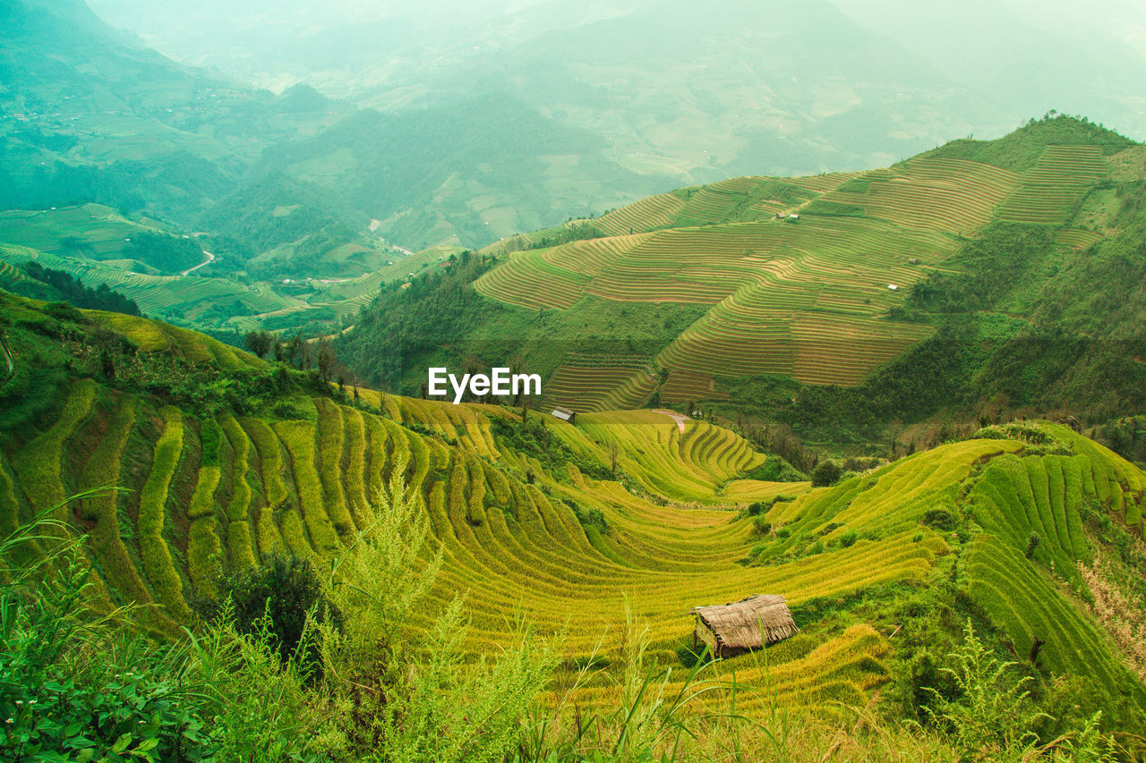 Scenic view of agricultural field