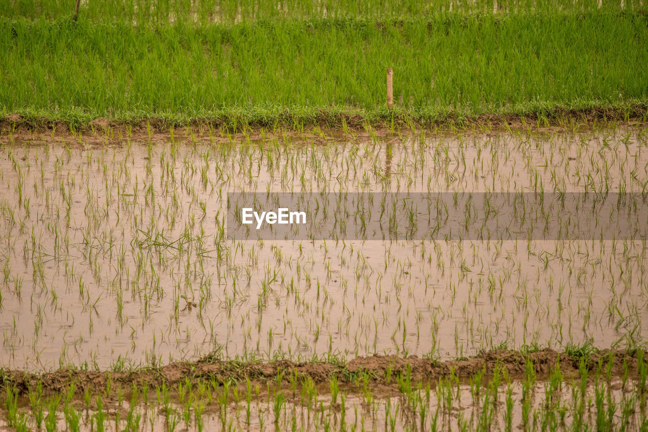 SCENIC VIEW OF RICE FIELD WITH WATER