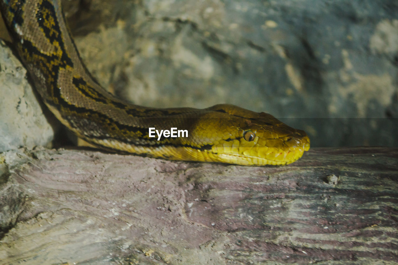 Python bivittatus exhibited in the zoo a large snake without poison