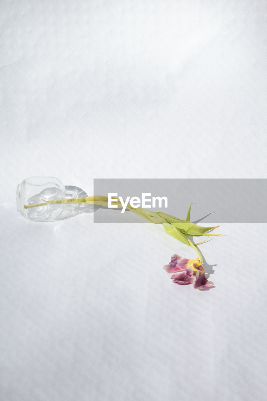 CLOSE-UP OF WHITE ROSE ON TABLE