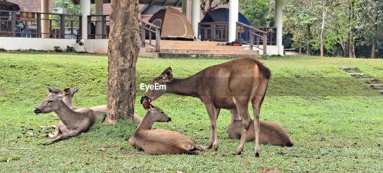 animal themes, animal, mammal, kangaroo, group of animals, plant, grass, animal wildlife, wildlife, tree, nature, field, domestic animals, no people, day, land, built structure, architecture, young animal, zoo, outdoors, building exterior, livestock, green, deer, pet
