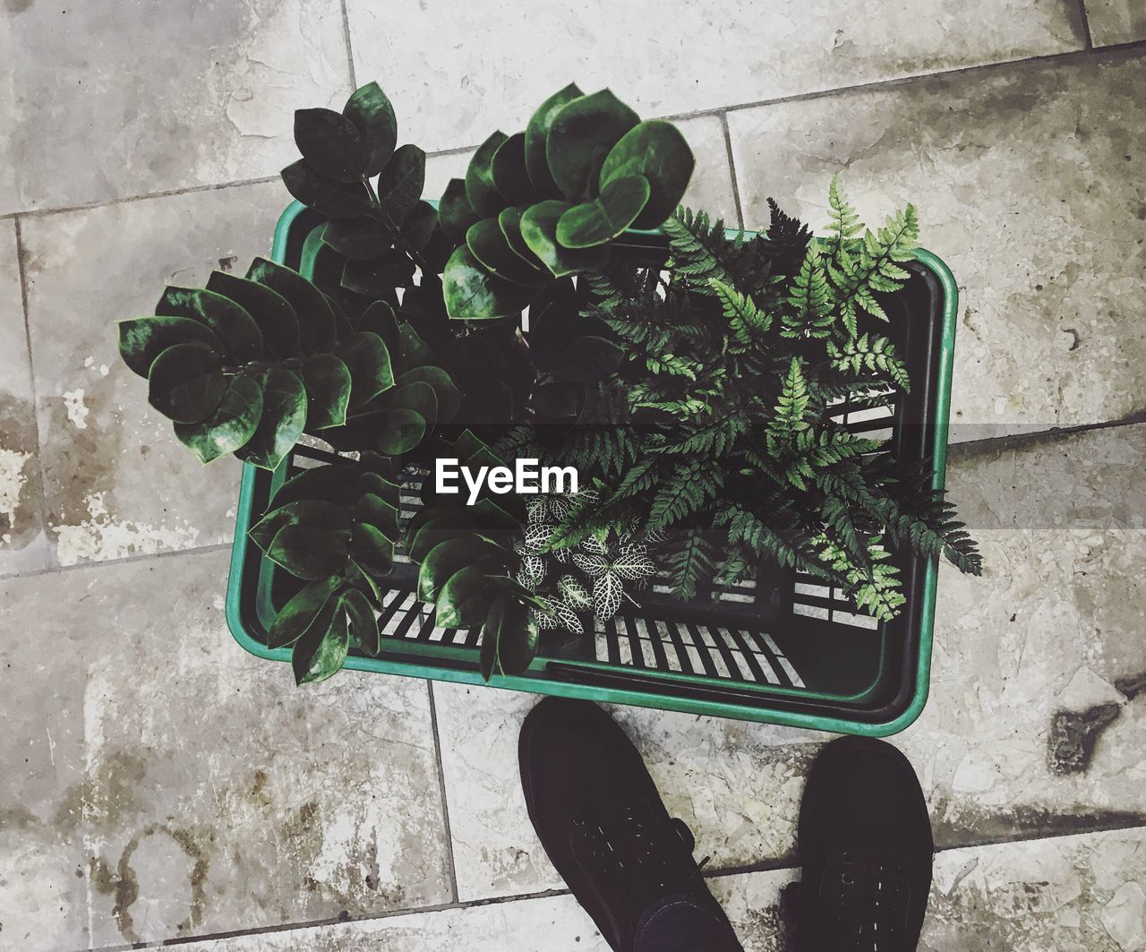 Low section of person standing by potted plant on tiled floor
