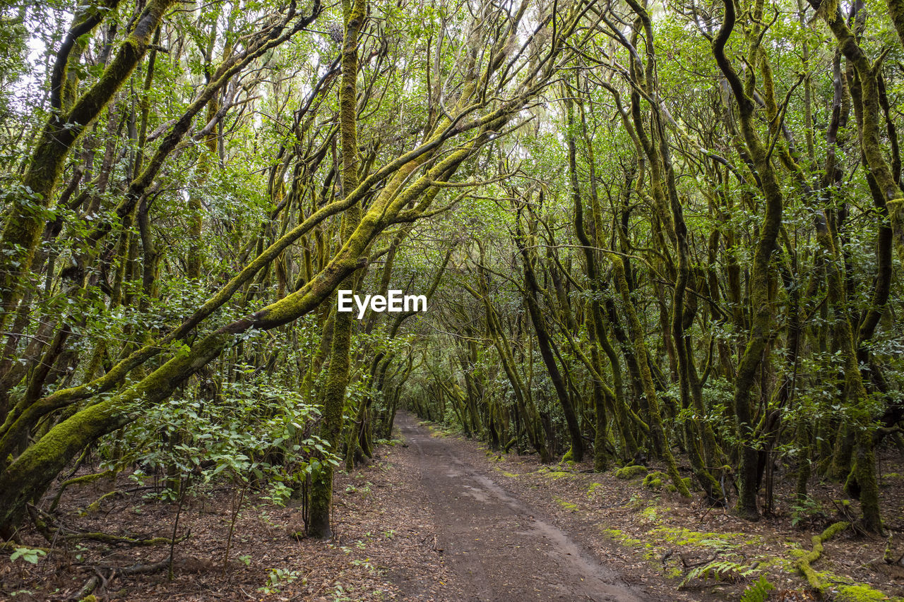 Footpath in garajonay national park