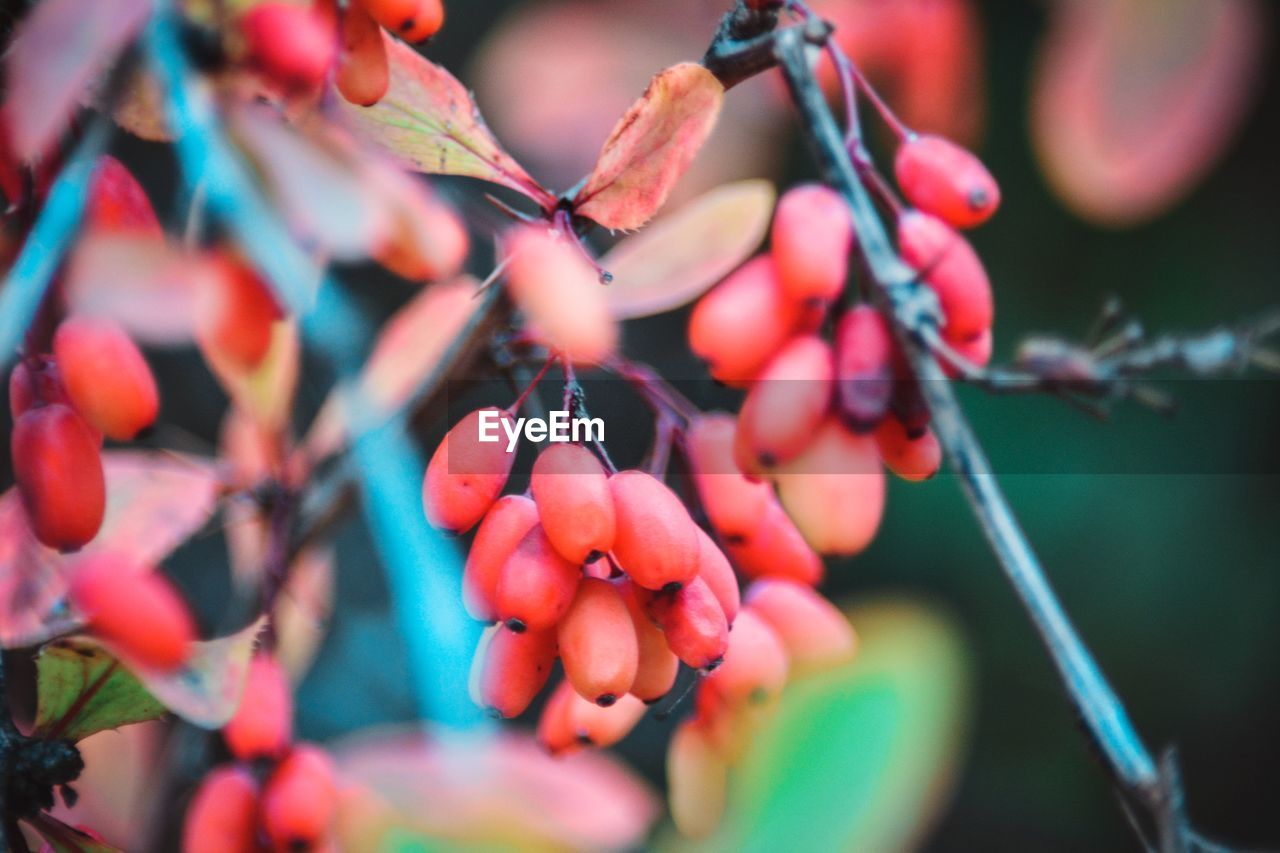 Close-up of berries on tree