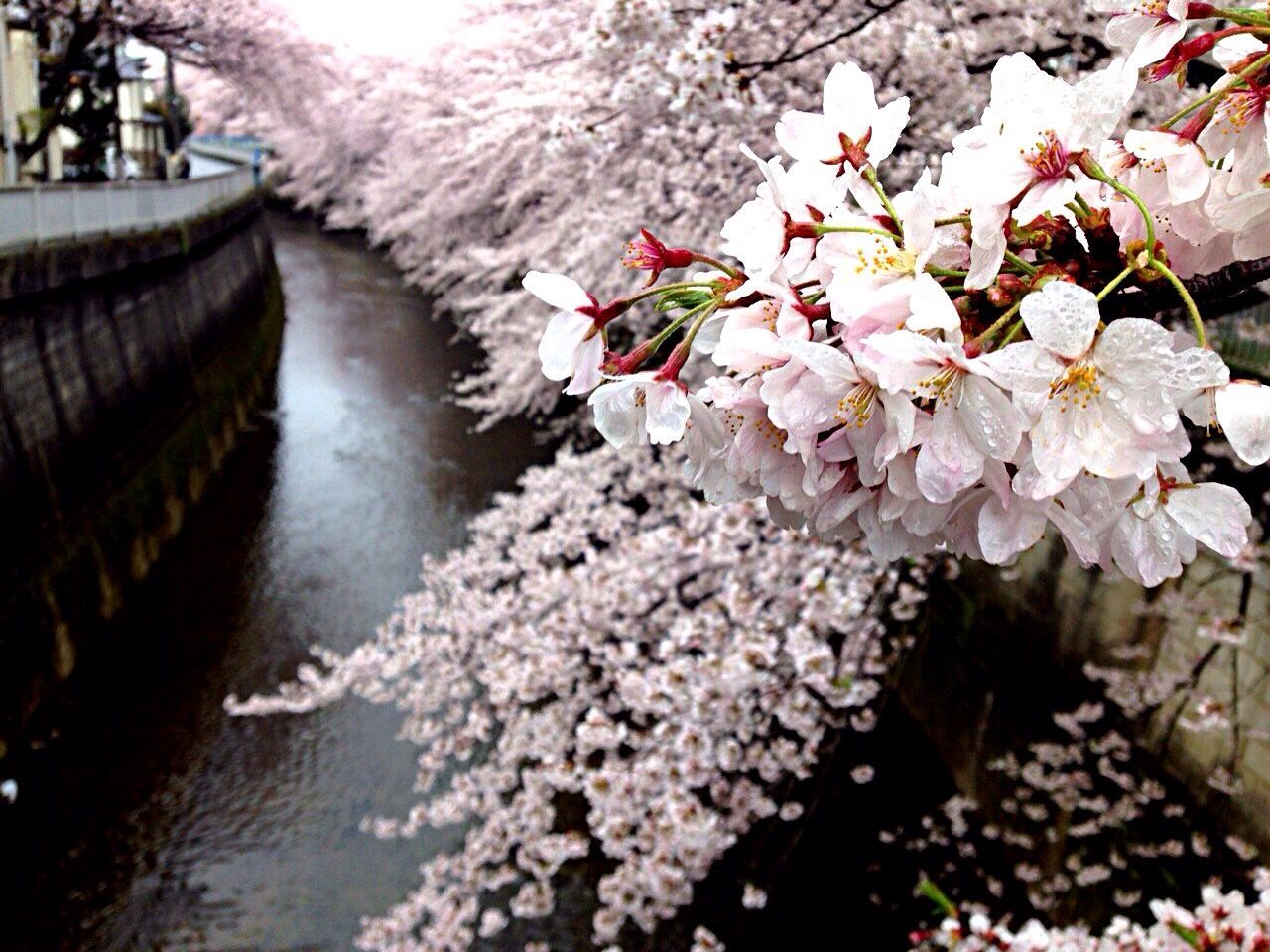 Close-up of flower trees along the canal