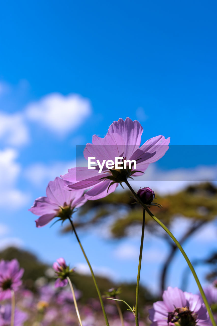 Close-up of white flowering plant against clear blue sky