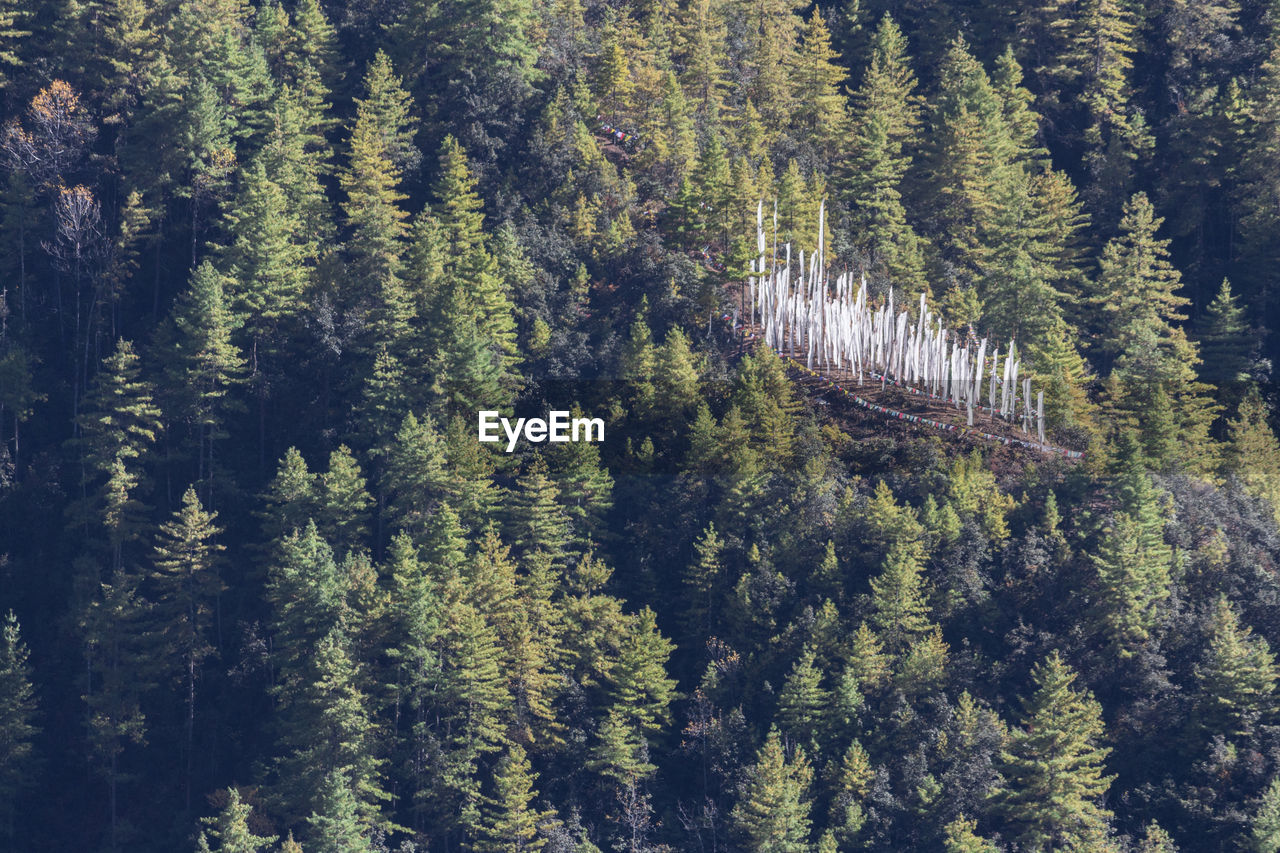 High angle view of pine trees in forest
