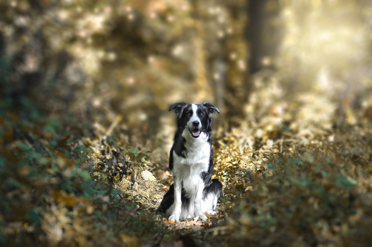 PORTRAIT OF DOG IN MOUTH