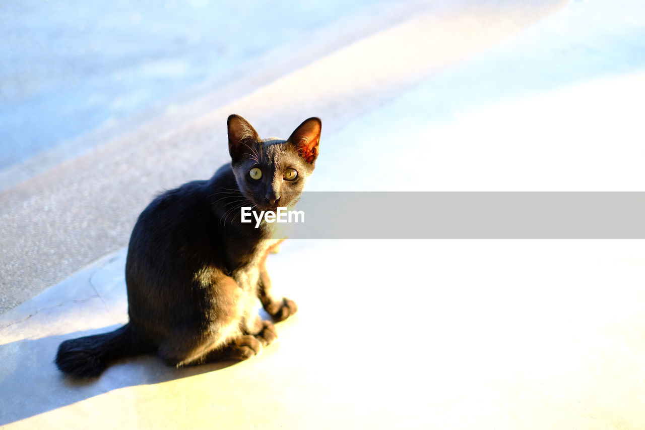 One black cat in the sun's shadow.