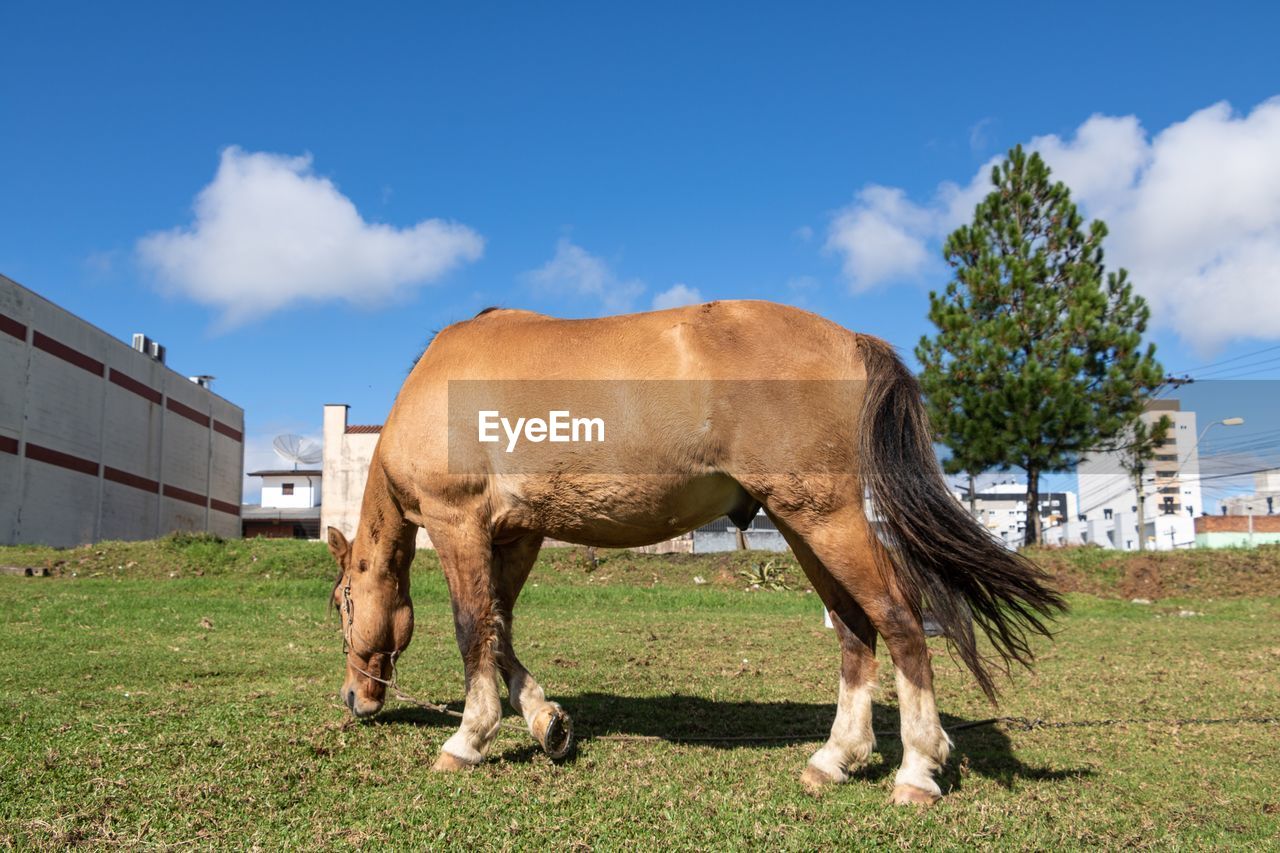 Horse grazing in field against sky