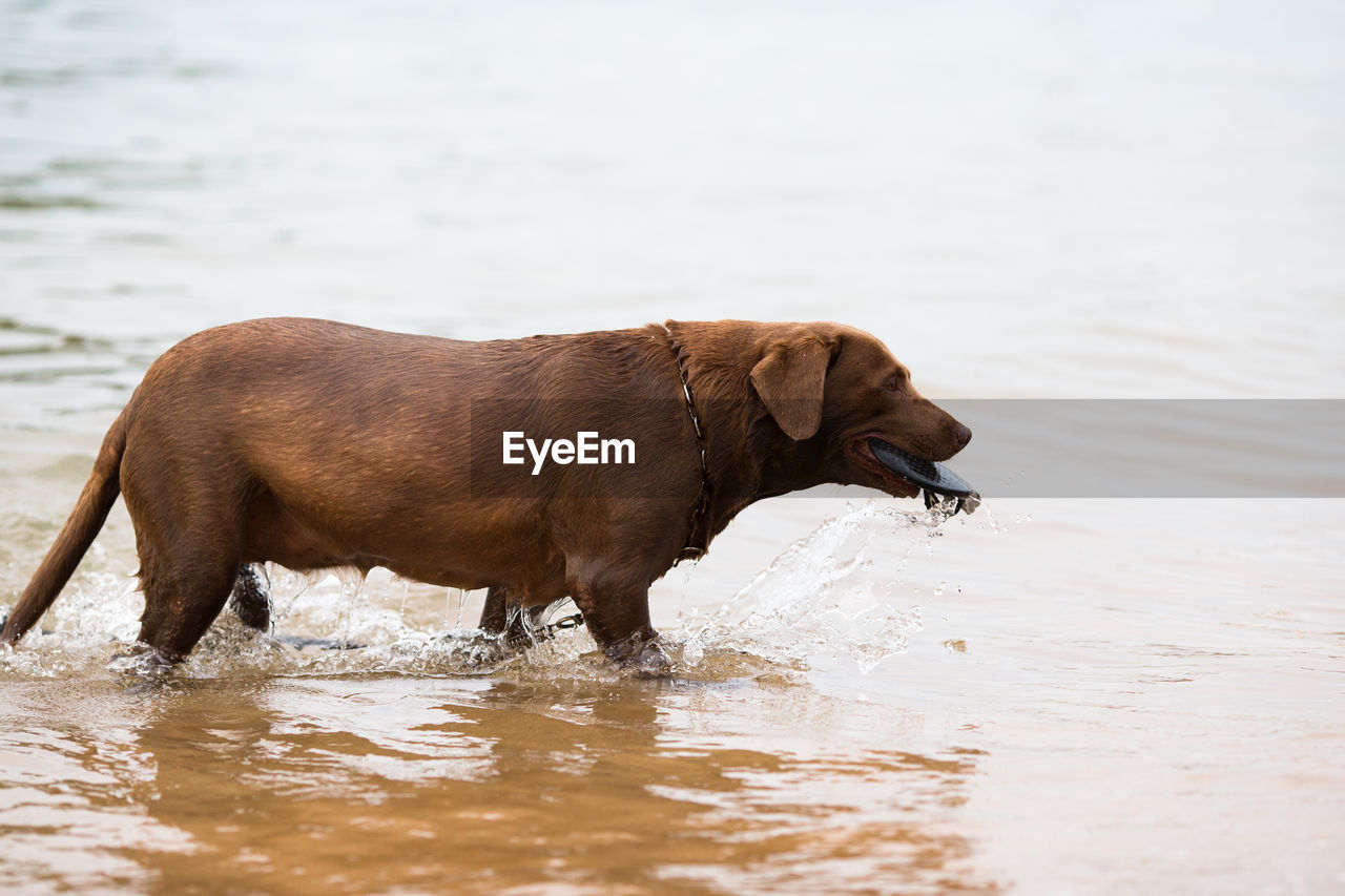 SIDE VIEW OF DOG IN LAKE