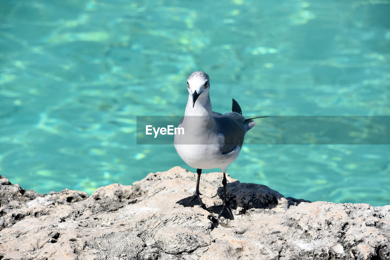 Fantastic gray and white laughing gull bird on rocks along the ocean.