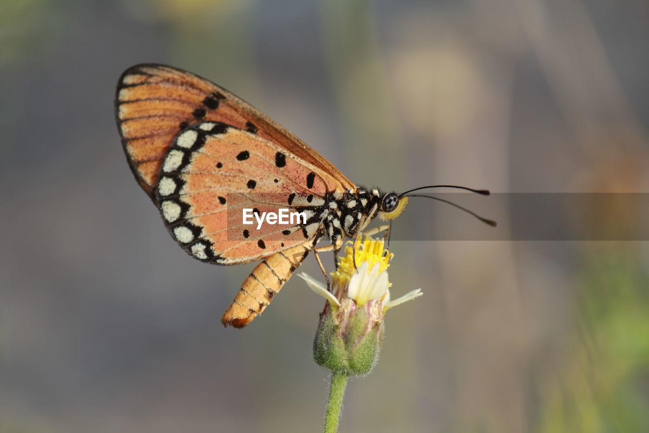 Close-up of butterfly pollinating flower