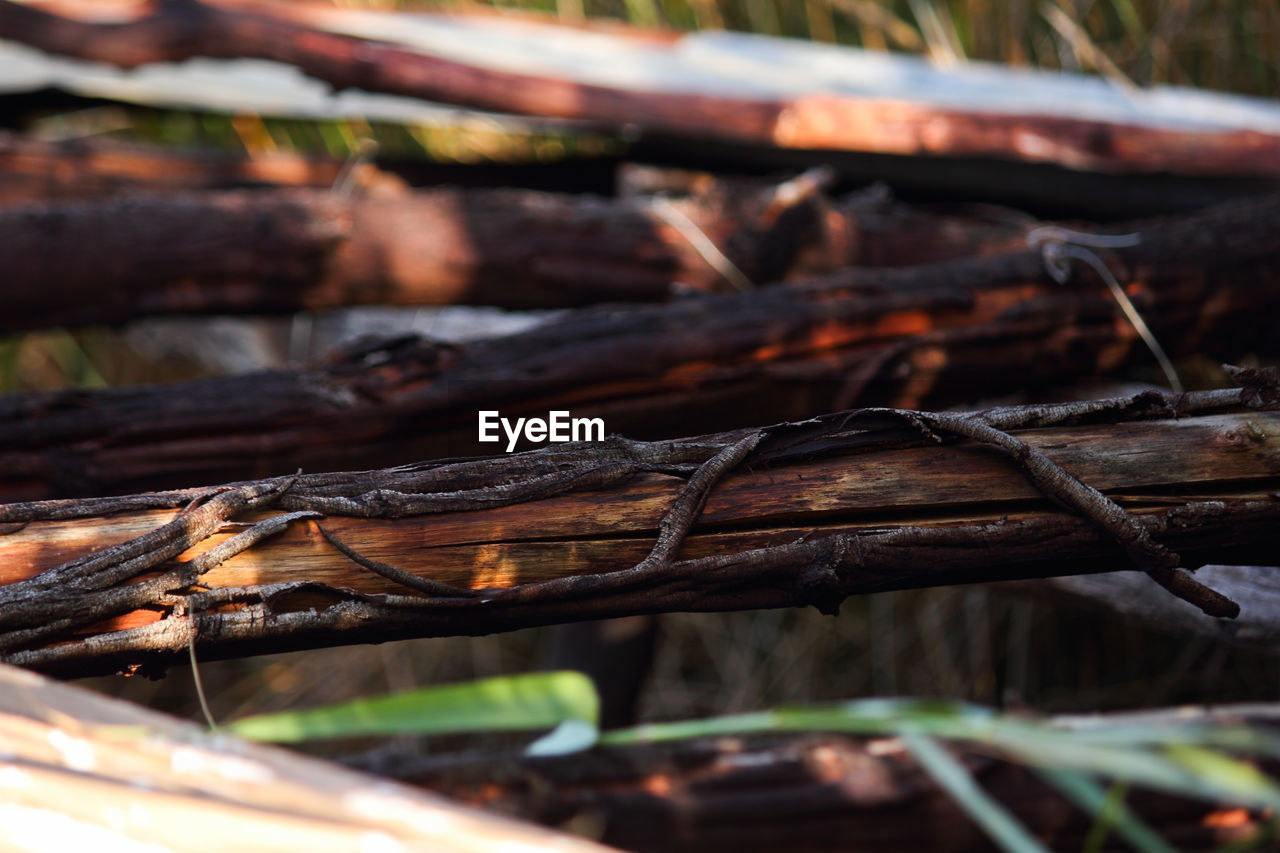 wood, nature, log, leaf, tree, branch, forest, no people, timber, plant, firewood, selective focus, day, land, outdoors, close-up, autumn, environment, food, focus on foreground, fire, burning, food and drink