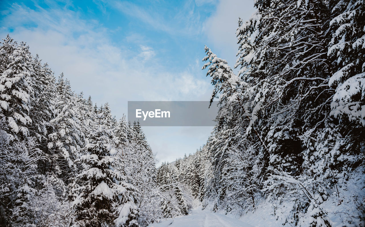 LOW ANGLE VIEW OF SNOW COVERED TREES AGAINST SKY