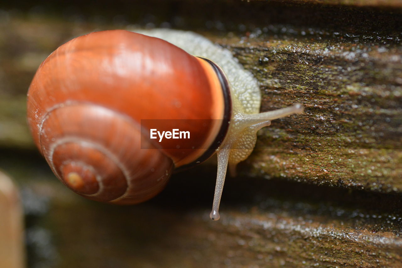 snails and slugs, snail, animal themes, animal, mollusk, animal wildlife, macro photography, gastropod, one animal, close-up, wildlife, shell, animal body part, animal shell, no people, animal antenna, nature, crawling, insect, brown, boredom, outdoors, slimy, macro