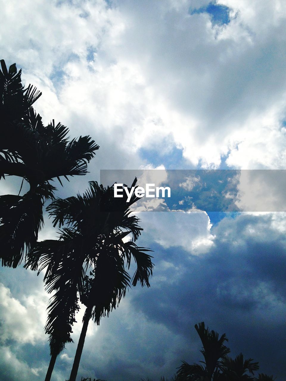 LOW ANGLE VIEW OF TREES AND CLOUDY SKY