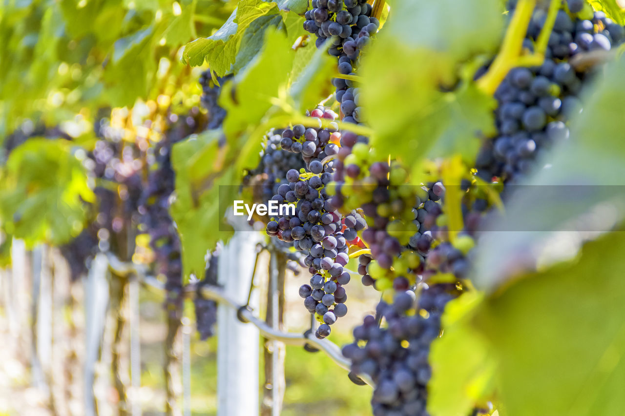 CLOSE-UP OF GRAPES GROWING ON VINE