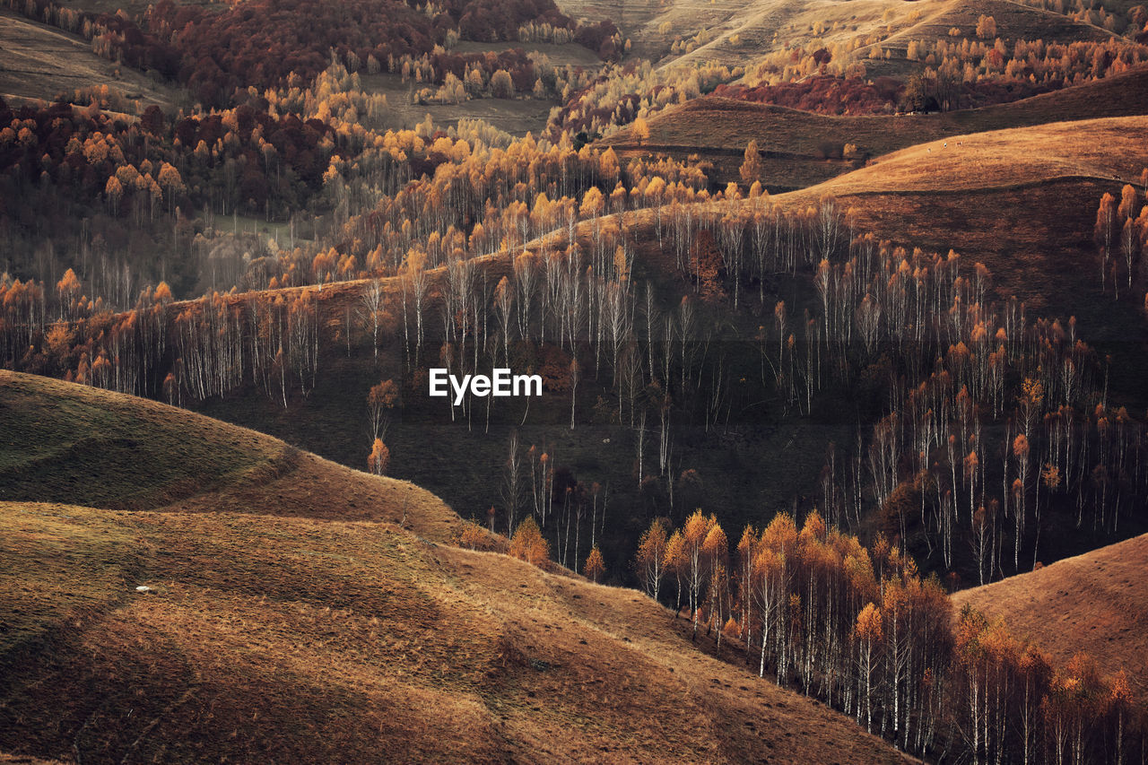 HIGH ANGLE VIEW OF TREES IN FIELD