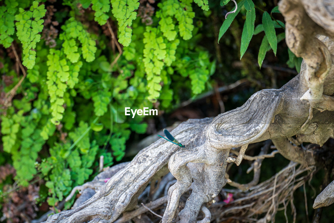 tree, plant, branch, nature, green, leaf, wildlife, animal, animal wildlife, animal themes, forest, no people, reptile, plant part, tree trunk, trunk, outdoors, day, land, jungle, woodland, one animal, flower, focus on foreground, lizard, beauty in nature, environment, close-up, growth, wood