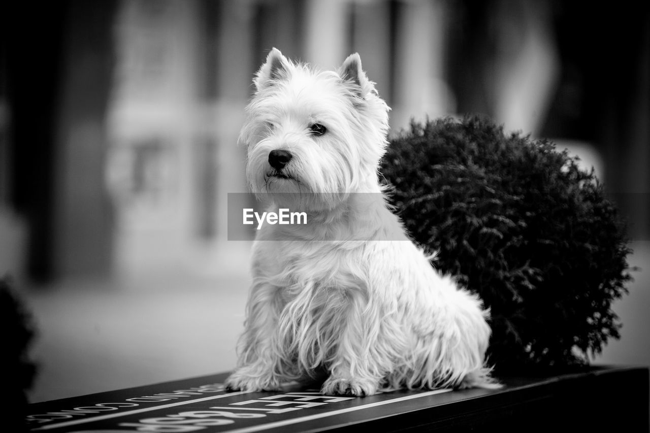 Close-up portrait of white dog sitting on bench