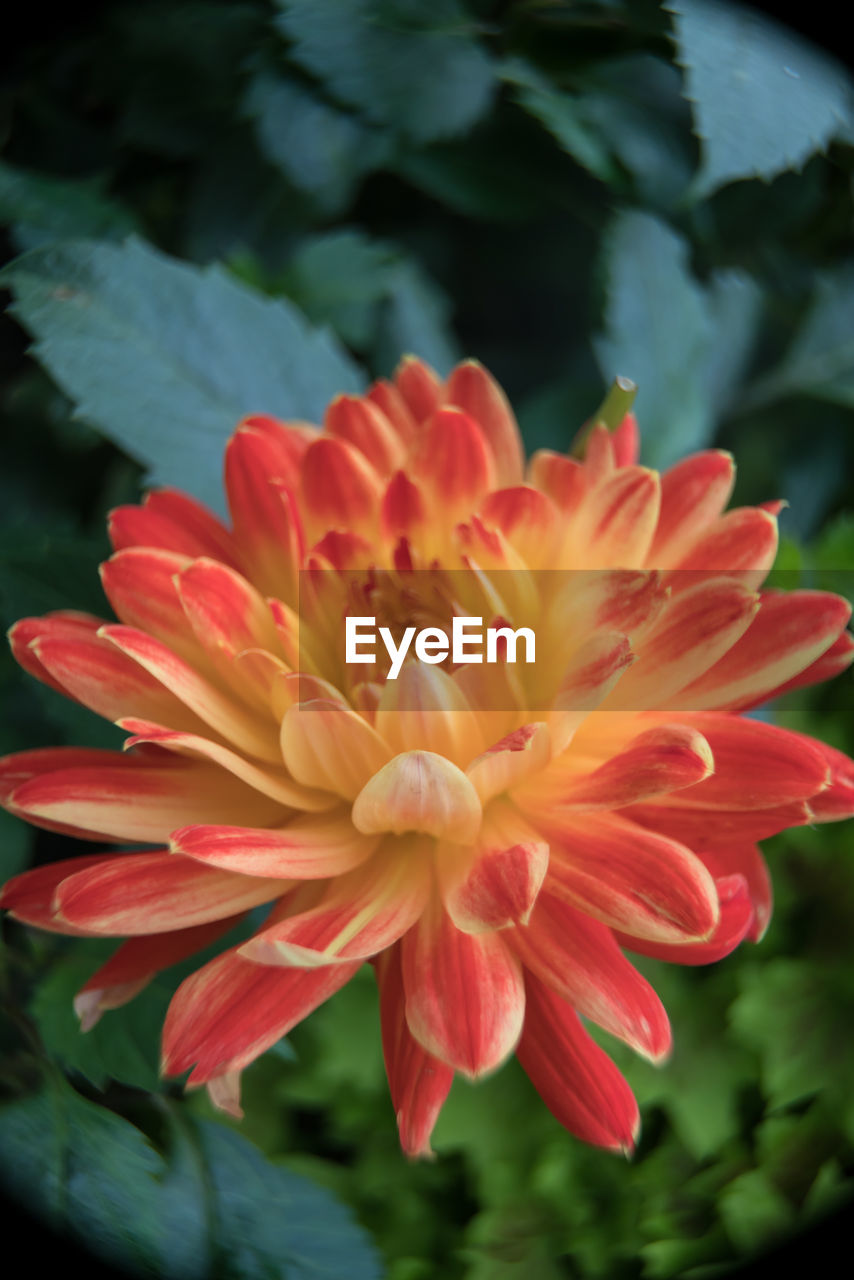 CLOSE-UP OF FLOWER BLOOMING