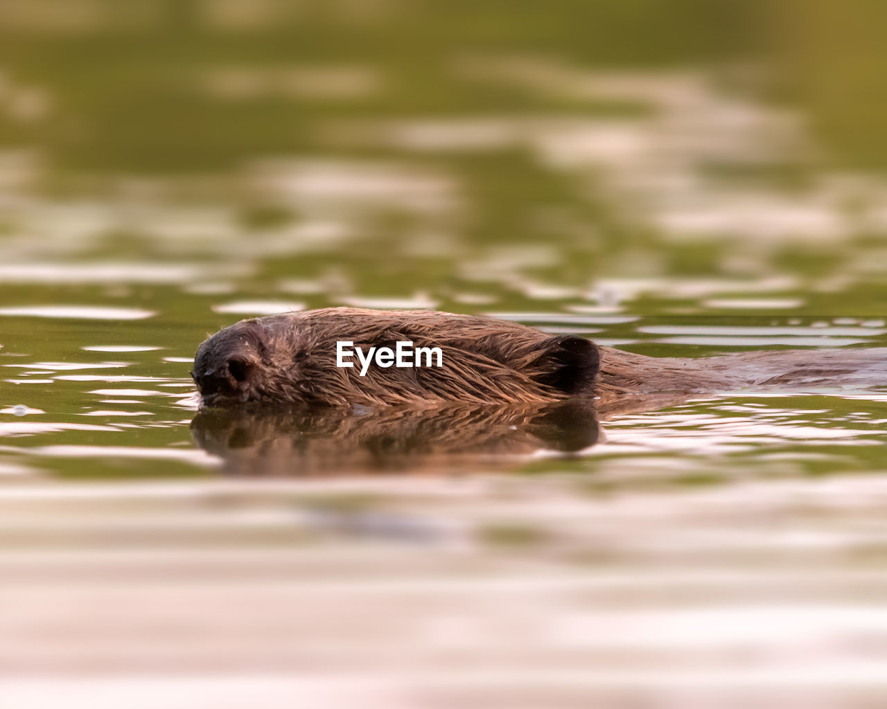 High angle view of beaver swimming in water