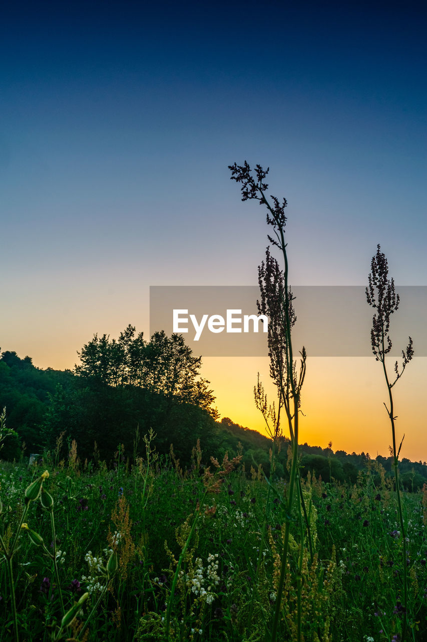 SCENIC VIEW OF FIELD AGAINST SKY DURING SUNSET