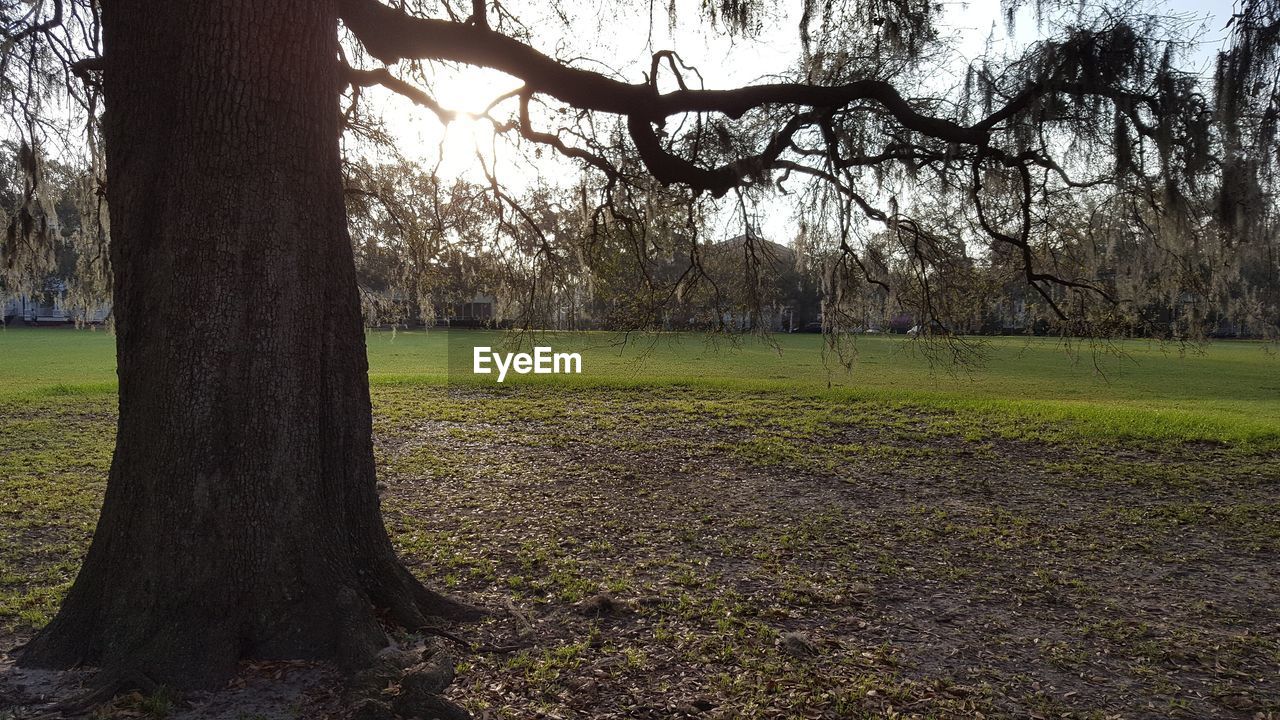 BARE TREES ON FIELD