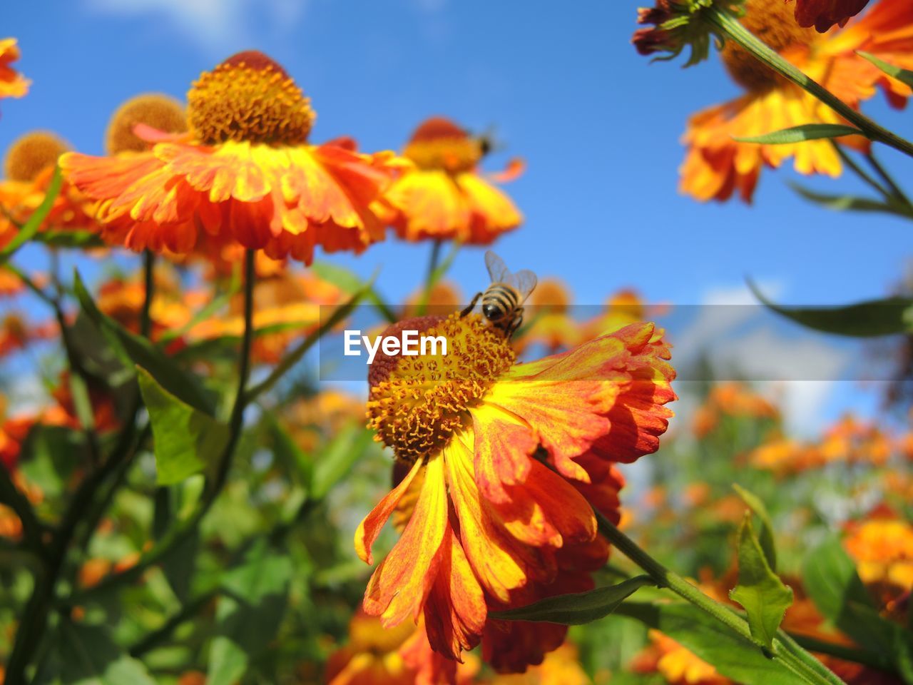 Honey bee on orange flower during sunny day