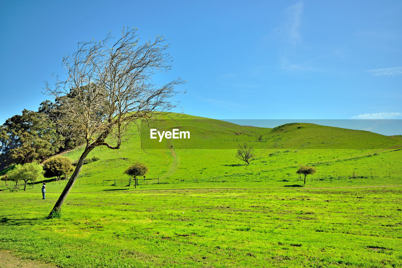 Tree on field against sky