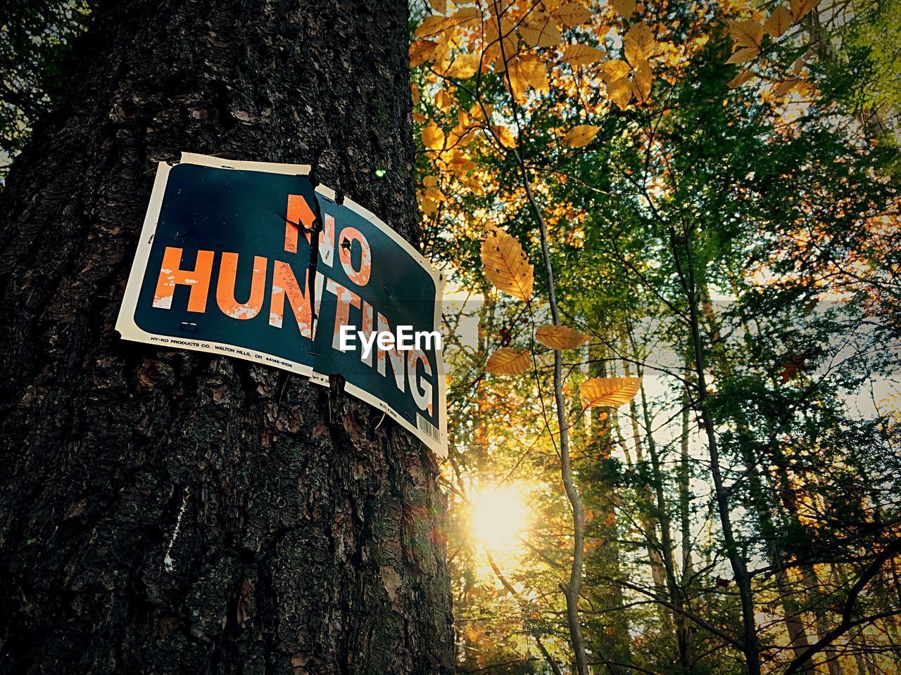 Low angle view of no hunting sign on tree trunk in forest