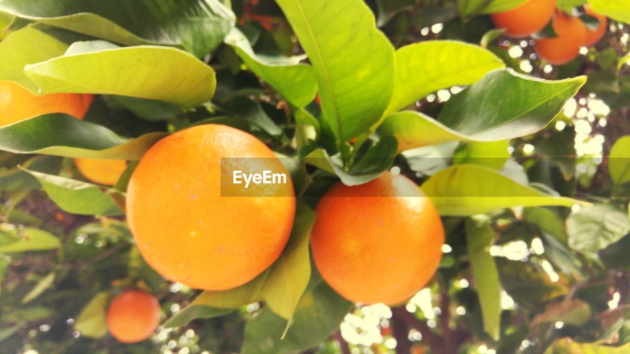 CLOSE-UP OF ORANGE LEAVES