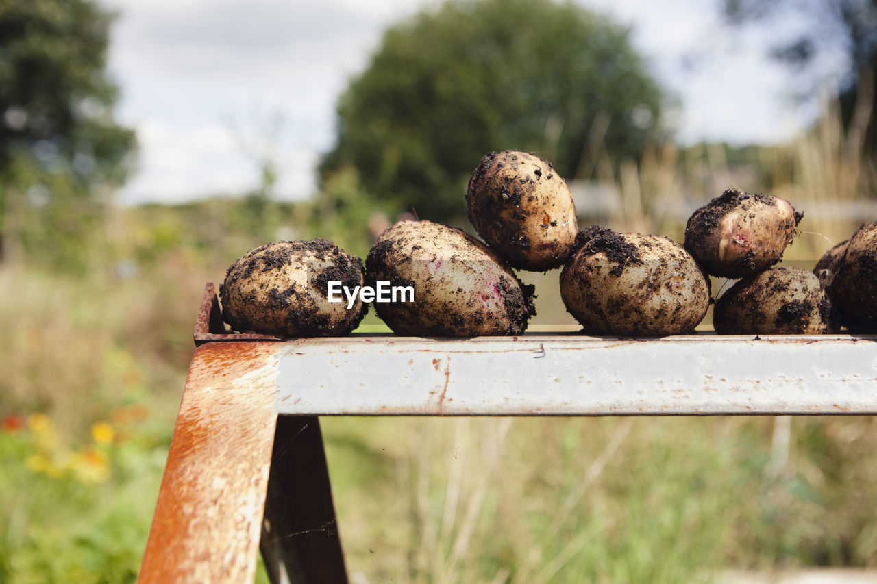 Close-up of fresh dirty potatoes on metal at farm