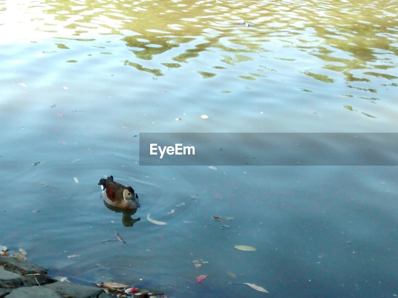 HIGH ANGLE VIEW OF DUCKS SWIMMING ON LAKE