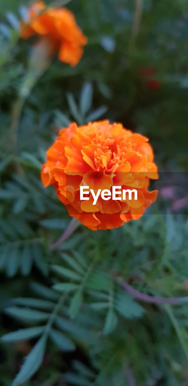 CLOSE-UP OF ORANGE FLOWER ON PLANT