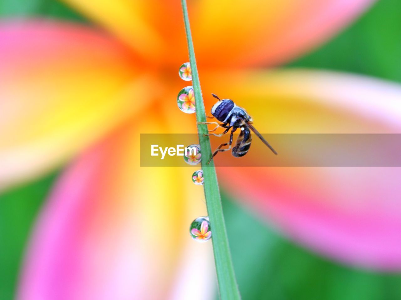 animal, insect, close-up, macro photography, flower, animal themes, yellow, animal wildlife, nature, multi colored, green, plant, beauty in nature, no people, one animal, focus on foreground, wildlife, selective focus, dragonfly, macro, magnification, leaf, outdoors, animal wing, plant stem, day, flowering plant, petal, water, freshness