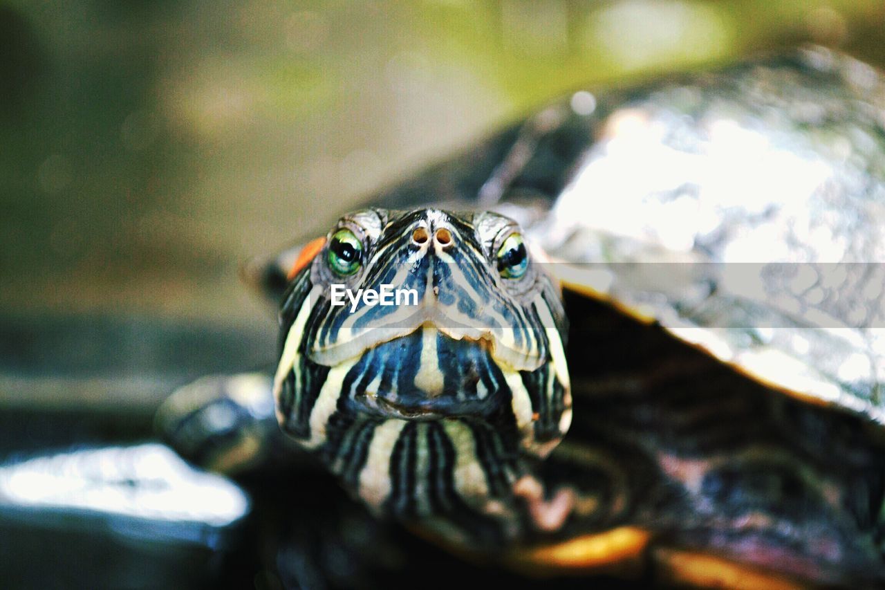 Close-up portrait of red-eared slider