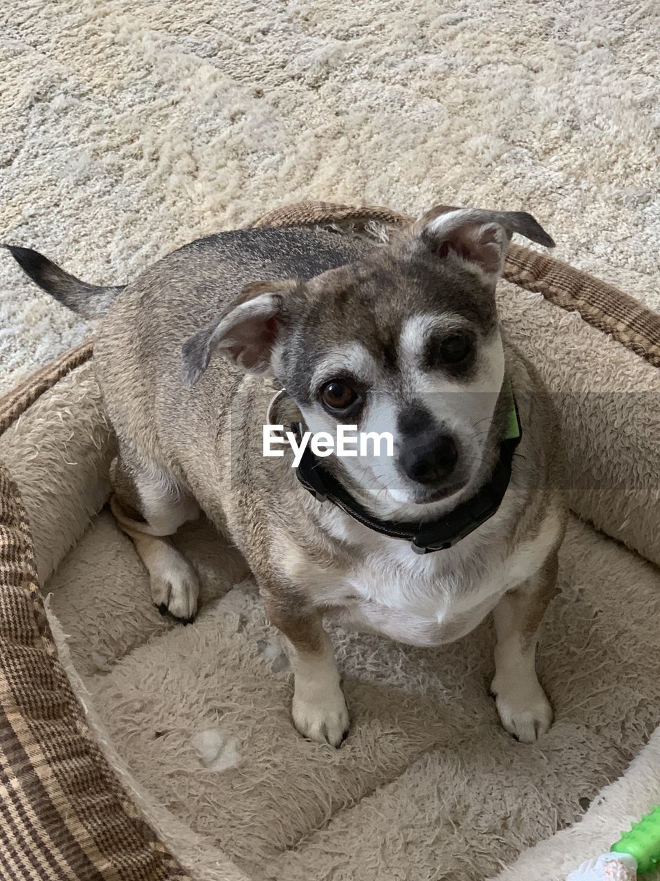 HIGH ANGLE PORTRAIT OF DOG RELAXING ON CARPET