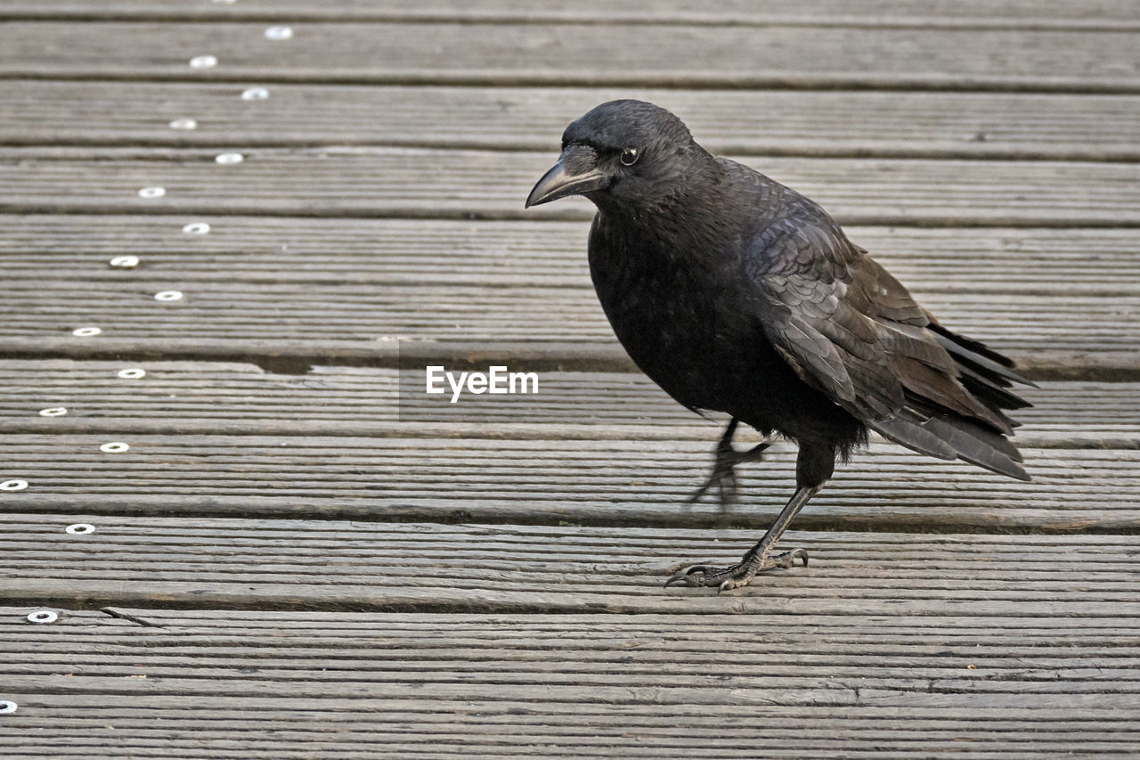 BIRD PERCHING ON WOOD